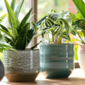 How Top Air Purifying Plants Complement Your AC Air Filters