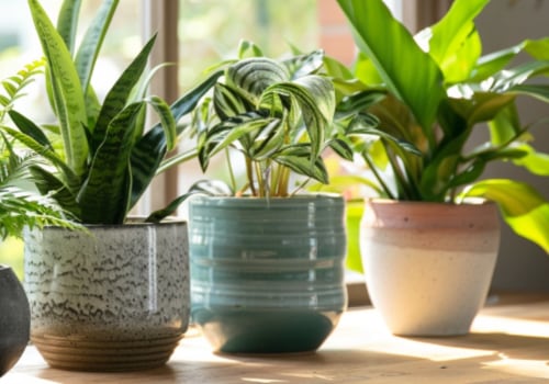 How Top Air Purifying Plants Complement Your AC Air Filters